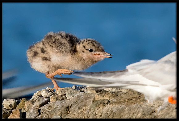 7&8-Day Old Forster's Tern Chicks