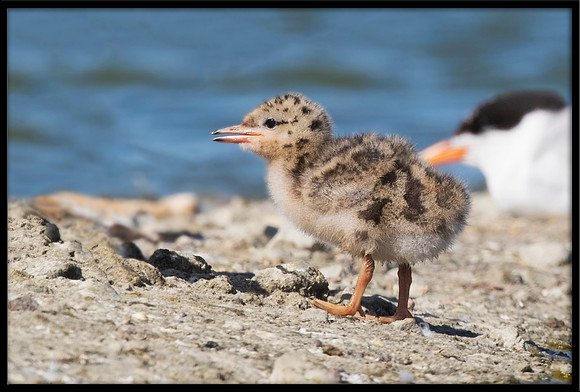 7&8-Day Old Forster's Tern Chicks
