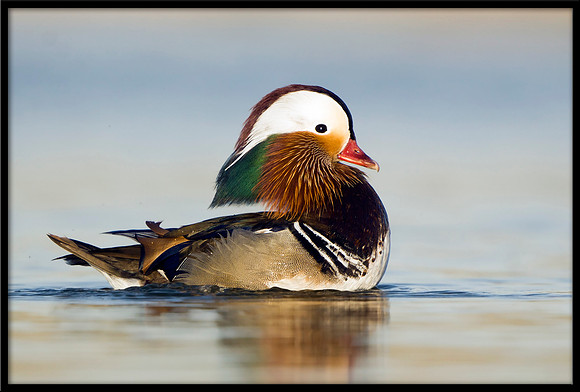 Mandarin Duck