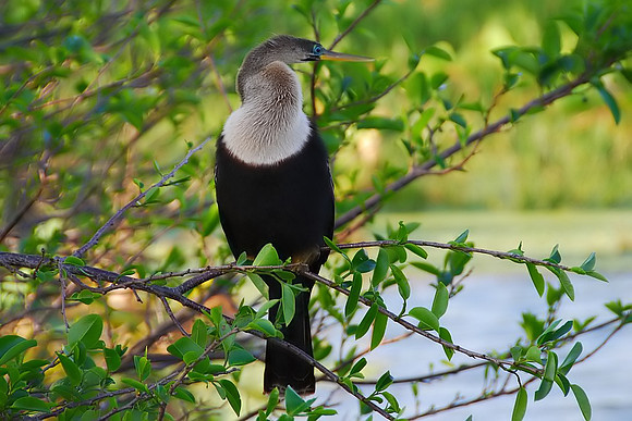 Anhinga