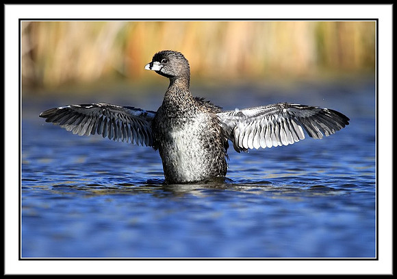Pied-billed Grebe (adult)
