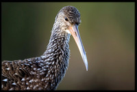 Limpkin