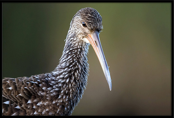 Limpkin