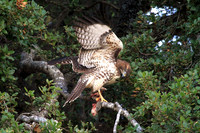 Hawk brings squirrel to tree