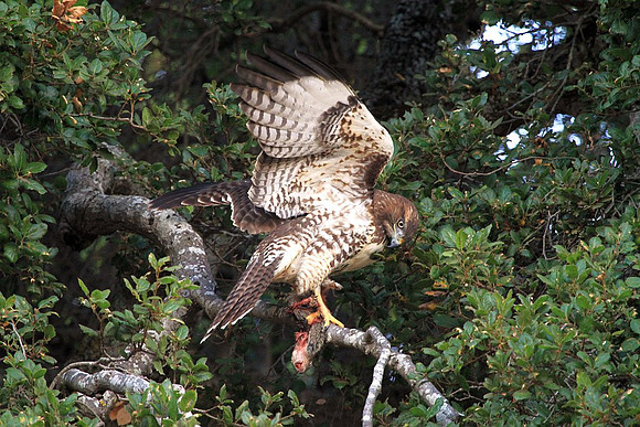 Hawk brings squirrel to tree