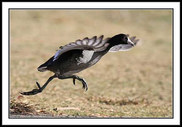 Coot