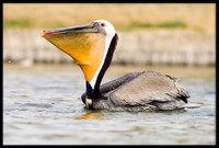 Brown Pelican