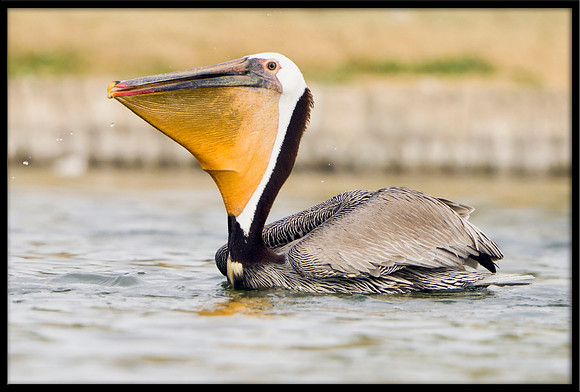 Brown Pelican