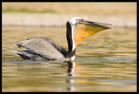 Brown Pelican