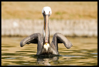 Brown Pelican