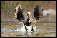 Brown Pelican