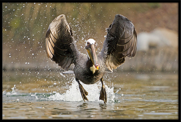 Brown Pelican