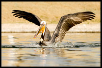 Brown Pelican