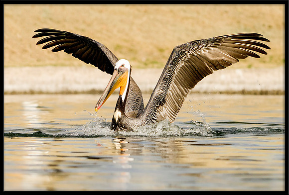 Brown Pelican