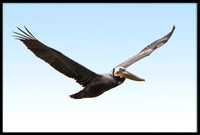 Brown Pelican