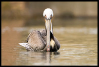 Brown Pelican
