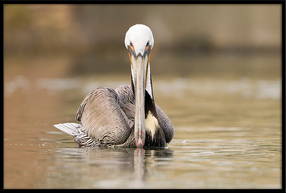 Brown Pelican