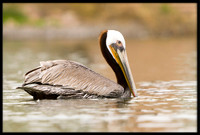 Brown Pelican