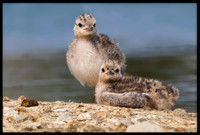 14 & 15 Day Old Forster's Tern Chicks