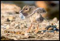 14 Day Old Forster's Tern Chick