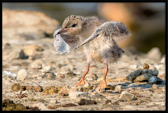 14 Day Old Forster's Tern Chick