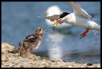 14 Day Old Forster's Tern Chick
