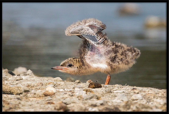 14 Day Old Forster's Tern Chick