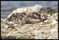 14 & 15 Day Old Forster's Tern Chicks