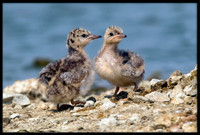 14 & 15 Day Old Forster's Tern Chicks