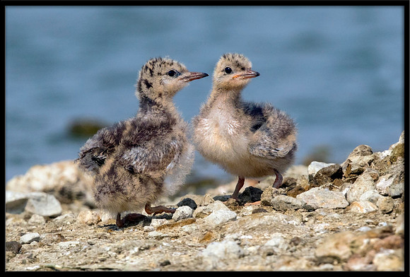 14 & 15 Day Old Forster's Tern Chicks