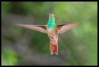 Buff-bellied Hummingbird