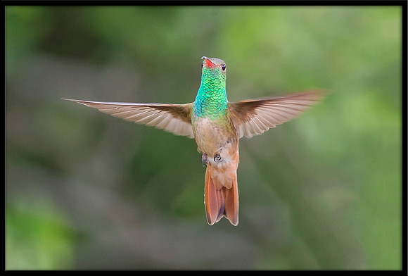 Buff-bellied Hummingbird