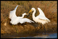 Egrets fighting over fish