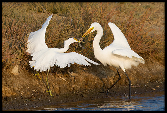 Egrets fighting over fish