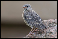 Dark-eyed Junco chick - Day 9 out of nest