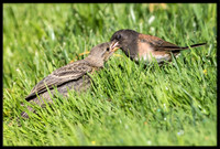 Dark-eyed Junco chick - Day 12 out of nest