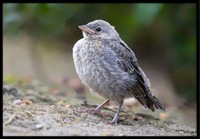 Dark-eyed Junco chick - Day 10 out of nest