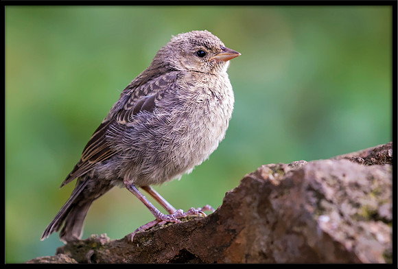 Dark-eyed Junco chick - Day 14 out of nest