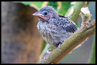 Dark-eyed Junco chick - Day 1 out of nest