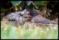 Dark-eyed Junco chick - Day 3 out of nest