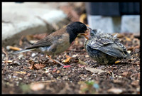 Dark-eyed Junco chick - Day 4 out of nest