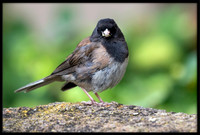 Dark-eyed Junco