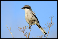 Loggerhead Shrike