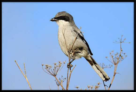 Loggerhead Shrike