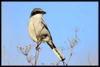 Loggerhead Shrike