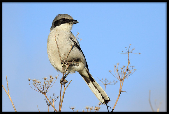 Loggerhead Shrike