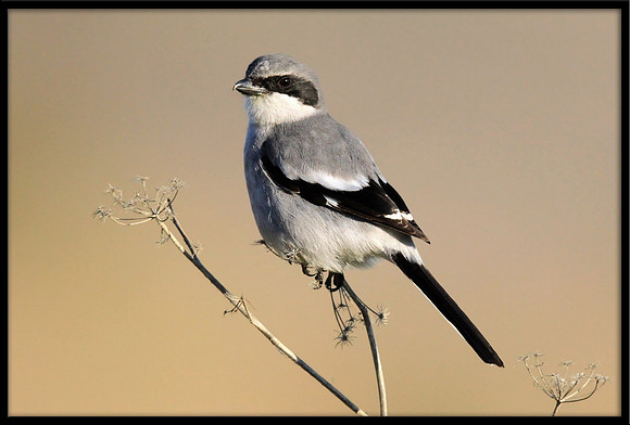 Loggerhead Shrike