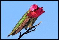 Anna's Hummingbird