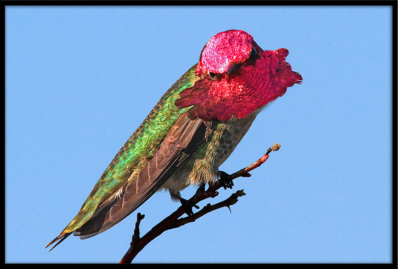 Anna's Hummingbird