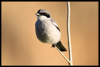 Loggerhead Shrike